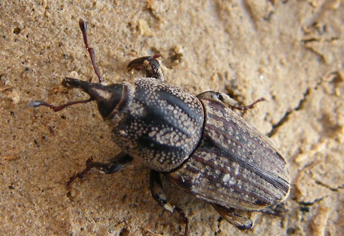 Sphenophorus meridionalis